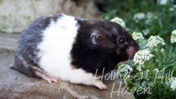 Cirri- Black Tortoiseshell and White (Banded) Shorthaired